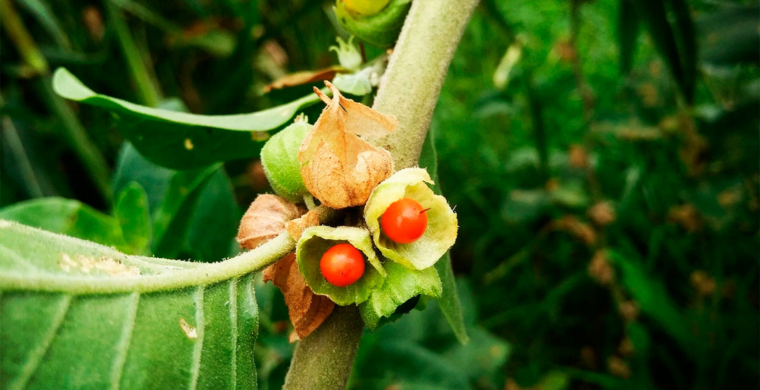 Ashwagandha: Your Ancient Ally for Modern-Day Resilience