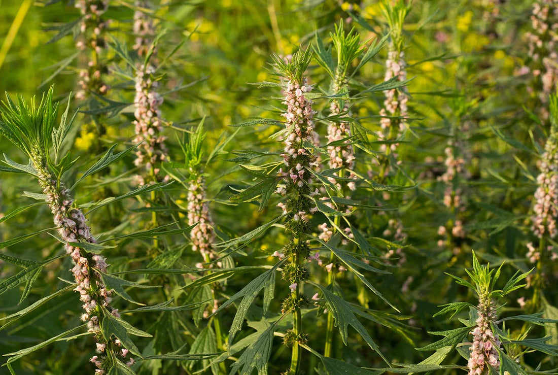 Motherwort: The Timeless Herb for Modern-Day Calm