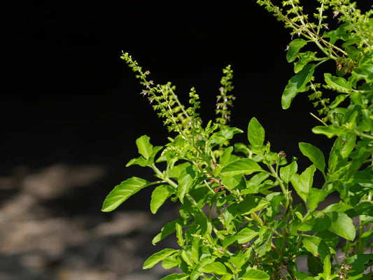 Tulsi: The Sacred Herb Bridging Ancient Wisdom and Modern Serenity